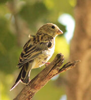 Serin female