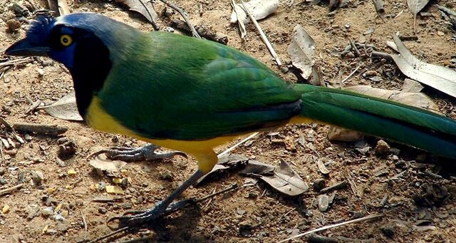 File:Green Jay.jpg