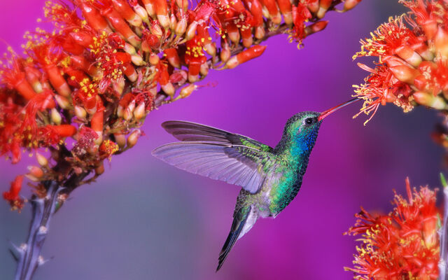 File:Beautifulbirds2.jpg