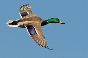 Mallard-flight