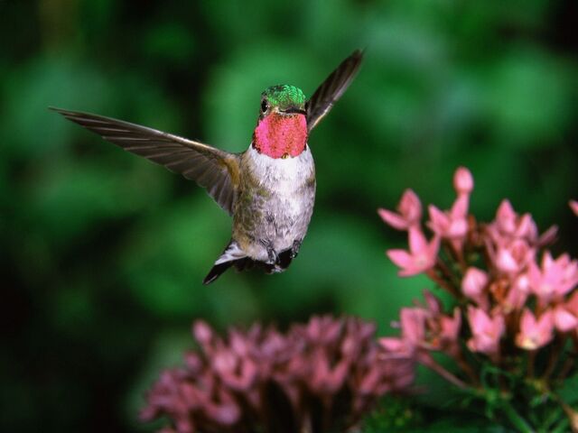 File:Broadtail Humming Bird.jpg