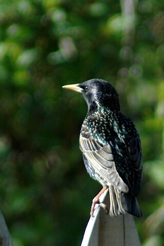 File:European+Starling-2399.jpg