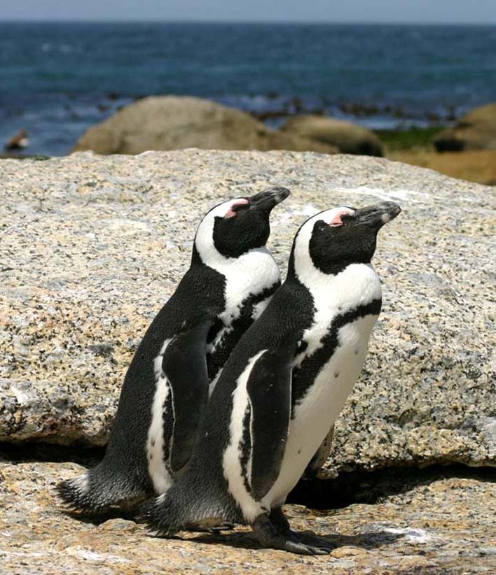 essay on the subject of cameras penguins birds essay pertaining to africa penguins birds