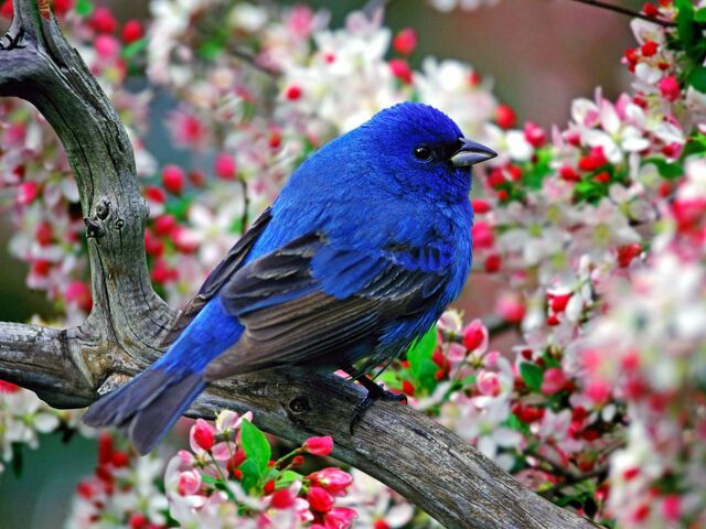 File:Indigo Bunting.jpg