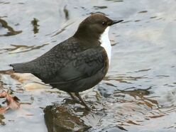 Dipper