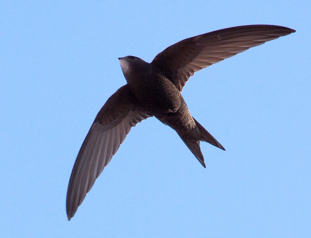 Common Swift | Birds Wiki | Fandom powered by Wikia