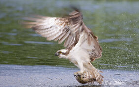 4 aidanfinn-osprey