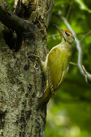 Grey-headed Woodpecker - Italy S4E5692