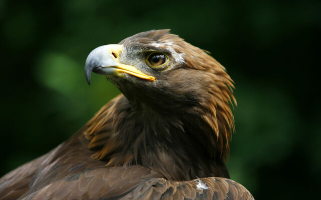 File:Birdsofprey11.jpg