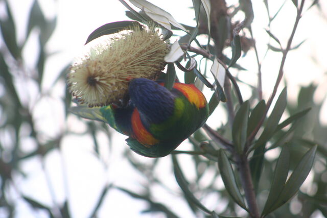 File:IMG 4073.jpg