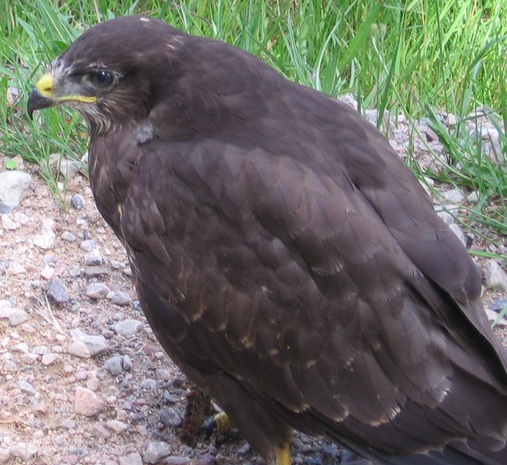 Common buzzard birds wiki fandom powered by wikia