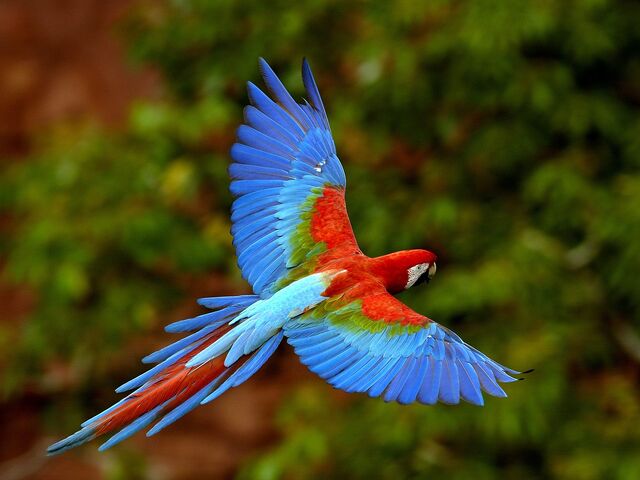 File:Flying Macaw.jpg