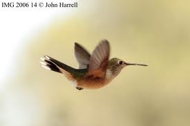 File:Lady Hummingbird.jpg