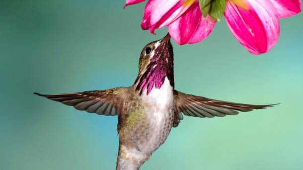 File:Hummingbird at Flower.jpg