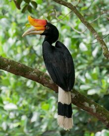 Rhinino+hornbill3-1684