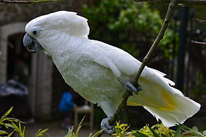 300px-Cacatua alba -Pairi Daiza, Hainaut, Belgium-8a