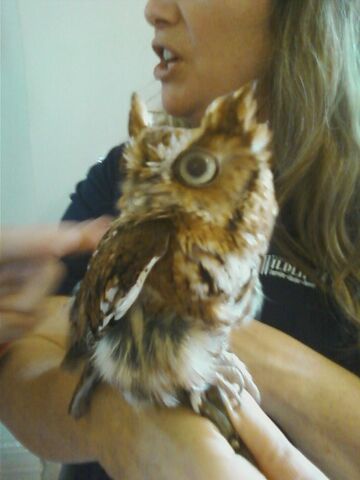 File:Eastern Screech owl.jpg