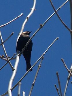 Bh cowbird