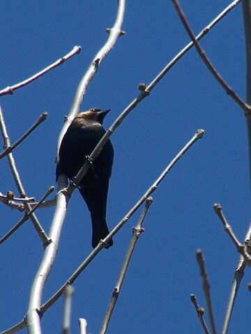 File:Bh cowbird.jpg