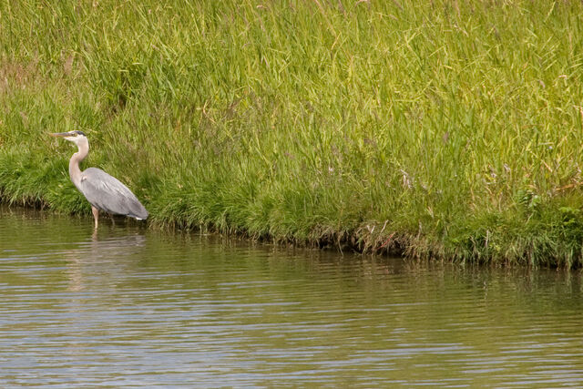 File:Sanctuary heron-6209.jpg