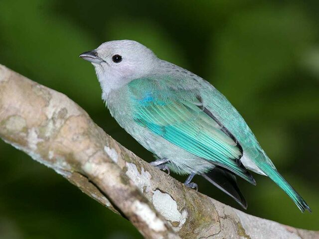 File:Blue Tanager.jpeg