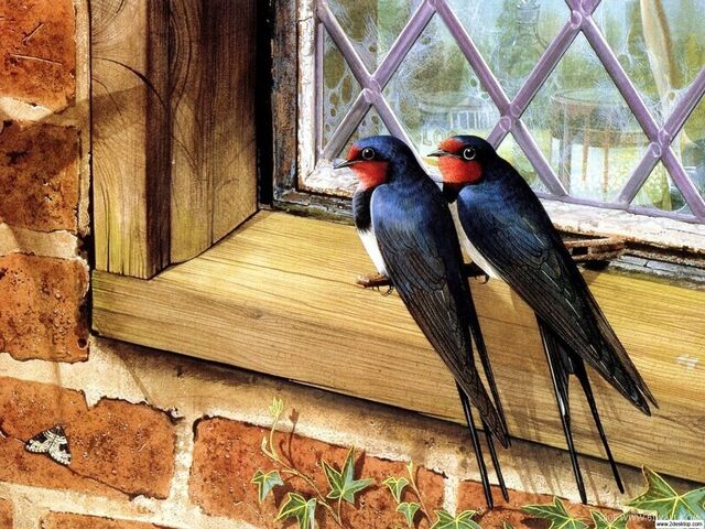 File:Couple Swallows.jpg