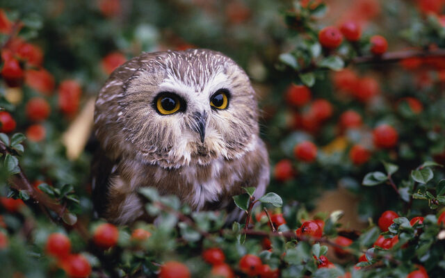 File:Birdsofprey12.jpg