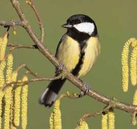City song birds