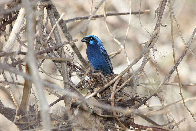 File:Blue Bunting, male.jpg