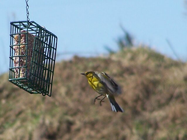 File:Bluewinged warblerflight.jpg