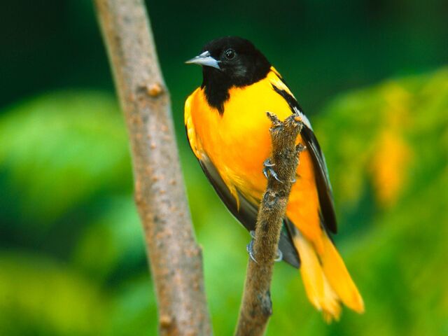 File:Oriole.jpg