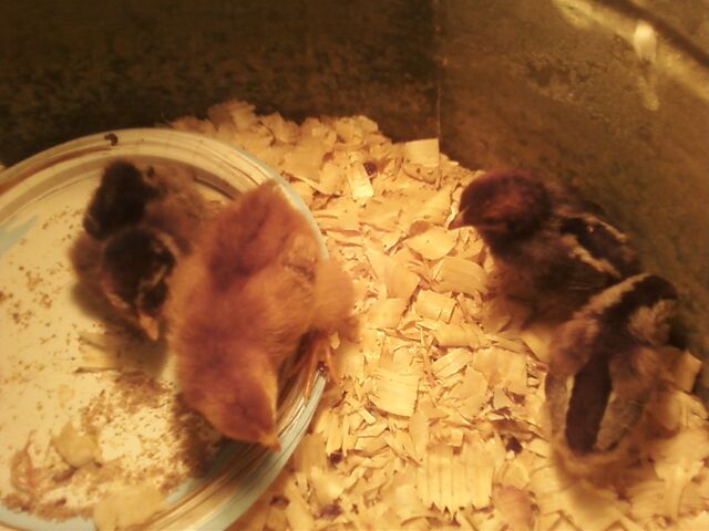 File:Chickies (2011).jpg