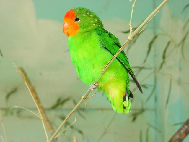 File:Parrolet.jpg