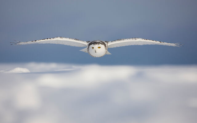 File:Birdsofprey6.jpg