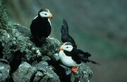 Puffin