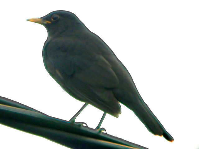 File:Blackbird perchline-1759.jpg