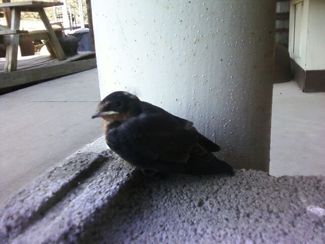 File:Baby Barn Swallow.jpg