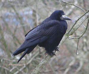 Rook