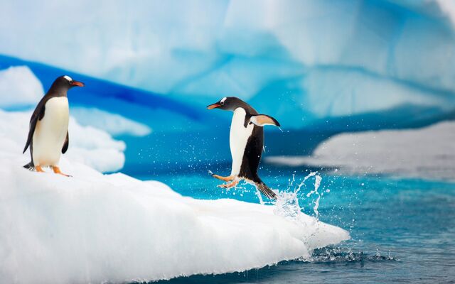 File:Gentoo Penguins Antarctica.jpg