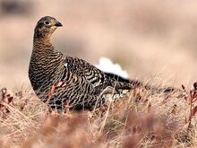 Black grouse