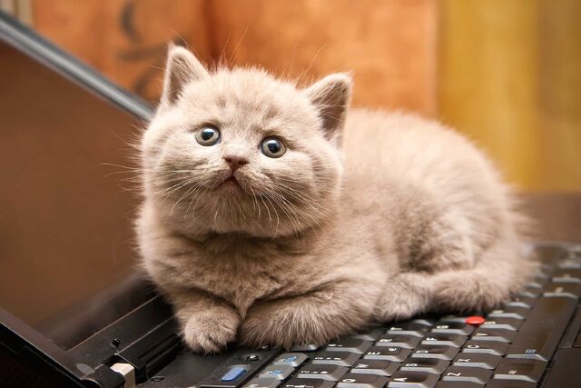 File:01-cat-wants-to-tell-you-laptop.jpg