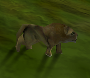 Mountainlion