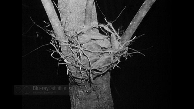 File:BDDefinition-BlairWitch-d-1080.jpg