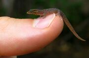 Smallest-lizard-in-the-world