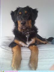CaseyDog