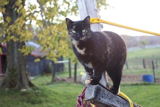 File:Brindle-cat-laura-ray.jpg