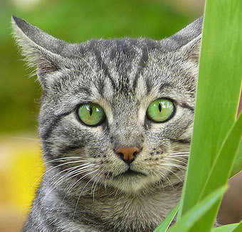 Light Gray Cat Names Light Gray Cat Names