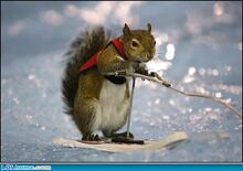 Squi