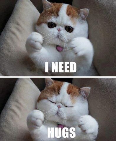 File:Cat-needs-hugs.jpg