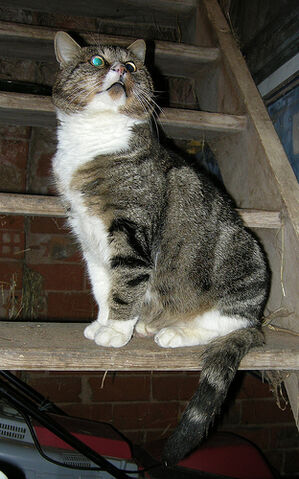 File:Chat.jpg